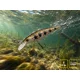 DELPHIN - Wobler WOBBY JERK-SH Suspending 8 cm 6,5 g Redface