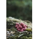 DK FISHING - Boilies Power Attract 20 mm 5 kg Jahoda