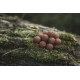 DK FISHING - Boilies Power Attract 20 mm 5 kg Monster Crab