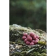 DK FISHING - Boilies Power Attract 24 mm 5 kg Jahoda