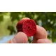 FISHMAX - Chytacie pelety v dipe Ripe Strawberry Explosion 20 mm
