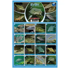 FISHMAX - Pexeso Ryby 6 náučná