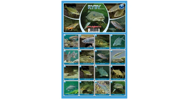 FISHMAX - Pexeso Ryby 6 náučná