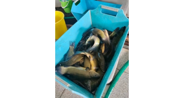 FISHMAX - Živá nástražná ryba lín do 30 - 40 cm - odber iba na predajni