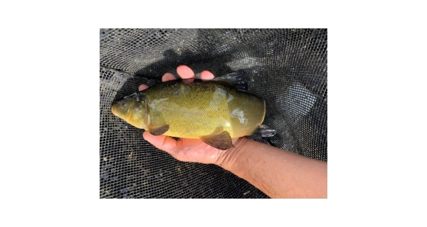 FISHMAX - Živá nástražná ryba lín do 30 - 40 cm - odber iba na predajni