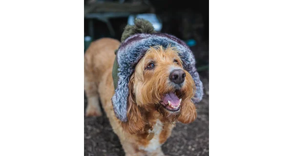FOX - Baranice Trapper Hat
