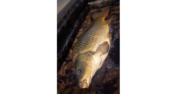FOX - Nafukovacia podložka Carpmaster Air Mat