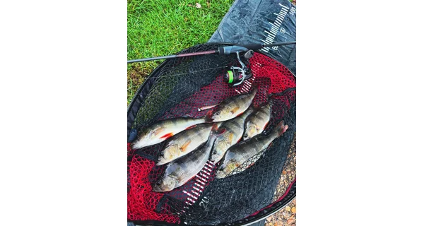 FOX RAGE - Gumová nástraha Mini Tiddler Mixed Color Packs Loaded 7 cm 4 ks