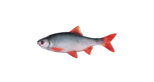 FOX RAGE - Gumová nástraha Ultra Fillet 6 cm 4 ks Natural Roach