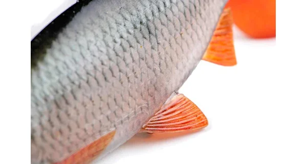 FOX RAGE - Gumová nástraha Ultra Natural Realistic Roach Replicant 18 cm 80 g