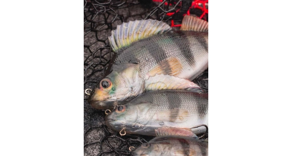 FOX RAGE - Gumová nástraha Ultra Realistic Perch Replicant 10 cm 22 g