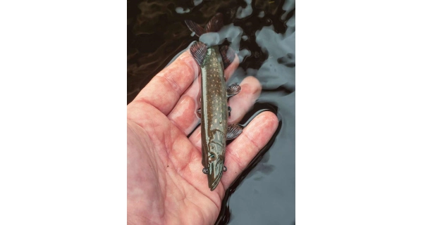 FOX RAGE - Gumová nástraha Ultra Realistic Pike Replicant 10 cm 12 g