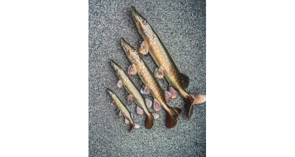 FOX RAGE - Gumová nástraha Ultra Realistic Pike Replicant 10 cm 12 g