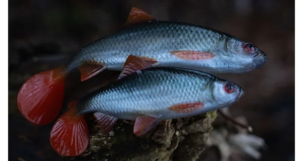 FOX RAGE - Gumová nástraha Ultra Realistic Replicant 14 cm Natural Roach