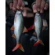 FOX RAGE - Gumová nástraha Ultra Realistic Replicant 14 cm Natural Roach