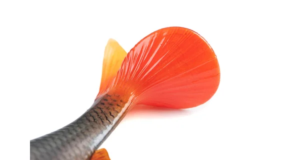 FOX RAGE - Gumová nástraha Ultra Realistic Replicant 14 cm Natural Roach