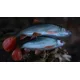FOX RAGE - Gumová nástraha Ultra Realistic Replicant 18 cm Natural Roach
