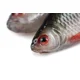FOX RAGE - Gumová nástraha Ultra Realistic Replicant 18 cm Natural Roach