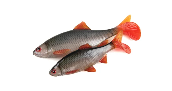 FOX RAGE - Gumová nástraha Ultra Realistic Replicant 18 cm Natural Roach