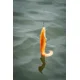 FOX RAGE - Gumová nástraha Ultra Realistic Replicant Catfish 10 cm 20 g Golden Wels