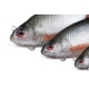 FOX RAGE - Gumová nástraha Ultra Realistic Roach Replicant 10 cm 18 g