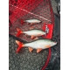 FOX RAGE - Gumová nástraha Ultra Realistic Roach Replicant 10 cm 18 g