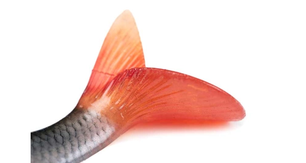 FOX RAGE - Gumová nástraha Ultra Realistic Roach Replicant 18 cm 80 g