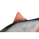 FOX RAGE - Gumová nástraha Ultra Realistic Roach Replicant 18 cm 80 g