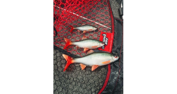 FOX RAGE - Gumová nástraha Ultra Realistic Roach Replicant 18 cm 80 g