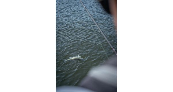 FOX RAGE - Prút Warrior Zander Jig 2,4 m 10-30 g 2 diely