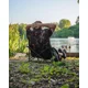 FOX - Stolička Camolite Guest Chair
