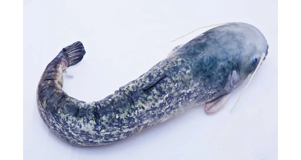 GABY PILLOWS - Vankúš Sumec Veľký 115 cm