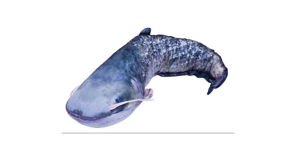 GABY PILLOWS - Vankúš Sumec Veľký 115 cm