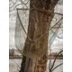 GIANTS FISHING - Podberák Carp Net Deluxe 42