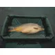 GIANTS FISHING - Podložka Unhooking Mat Deluxe