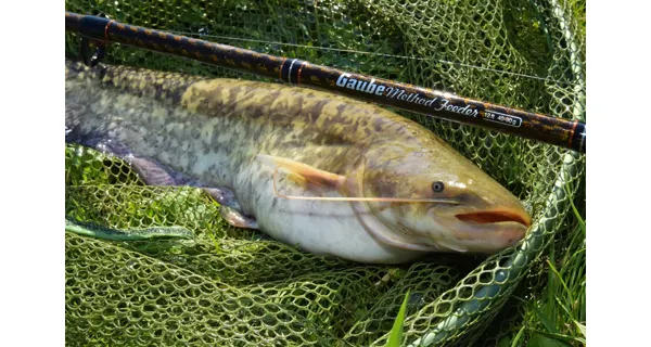 GIANTS FISHING - Prút Gaube Medium Method Feeder 12 ft 40-90 g 3 diely