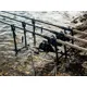 GIANTS FISHING - Stojan Black Rod Pod 3 Rods