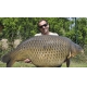 IMPERIAL BAITS - IB Carptrack Big Fish Boilie 20 mm 2 kg