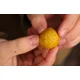 KAREL NIKL - Pasta Ready Corn 150 g