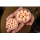 KAREL NIKL - Plávajúce boilies Calanus & Krill 14 mm 50 g