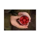 KAREL NIKL - Rozpustné Criticals boilies Krill Berry 24 mm 250 ml