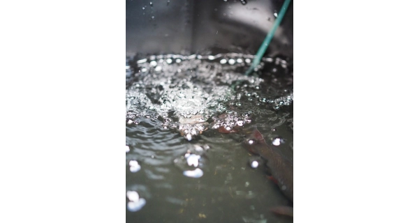 MADCAT - Skladací vedierko Foldable Live Bait Bucket 50 l