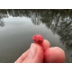 METHOD FEEDER FANS - Wafter Boilies Action Method Ananás 12mm 150ml