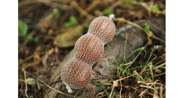 MIVARDI - Pva supramesh v Návine (22 mm X 7 m)