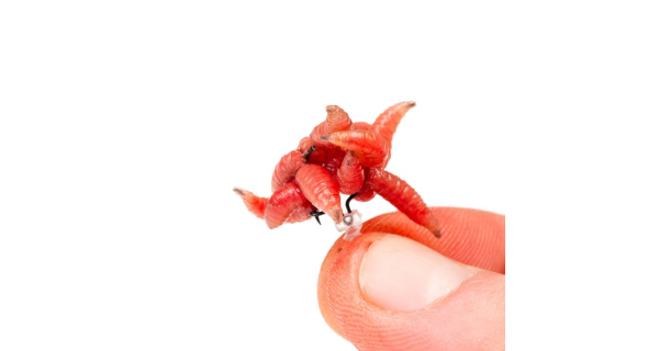 NASH - Klip na červy Maggot Screw Small 5 ks
