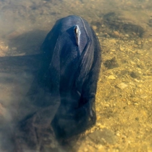 NASH - Náhradná sieťka Air Force Landing Net Mesh 46" Shallow