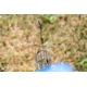 PRESTON - Záveska Feeder Links Stiff Short 60 mm 2 ks