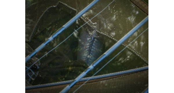 PROLOGIC - Podberák C3 Fulcrum Ridgid Framed Landing Net 42" 120 cm 1 diel