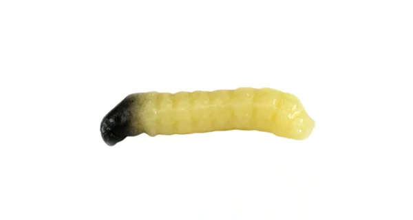 REVOL BAITS - Nástraha Caddis Larva 2 cm 10 ks Cheese-Garlic Natural