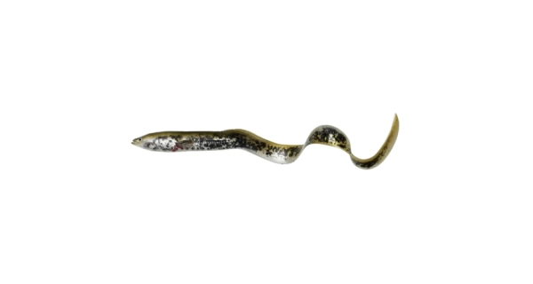 SAVAGE GEAR - Gumová nástraha LB Real Eel Lamprey 15 cm 12 g